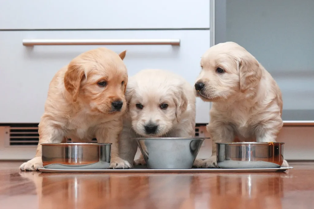 How Long Do Dogs Eat Puppy Food for Healthy Growth