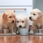 How Long Do Dogs Eat Puppy Food for Healthy Growth