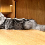 black silver tabby maine coon