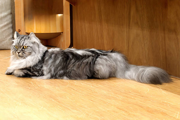 black silver tabby maine coon