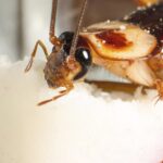 Expert Pest Control in Slough, Windsor, and Maidenhead: Keep Your Property Safe